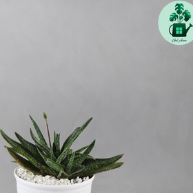 تصویر گاستریا گاوزبانی 