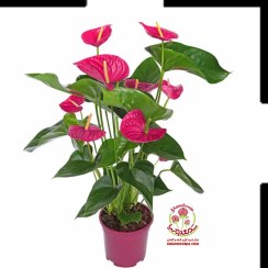 تصویر آنتوریوم گل بنفش | جادوی رنگ بنفش در قلب دکوراسیون شما Anthurium