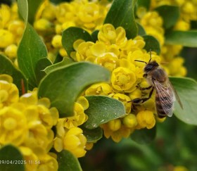 تصویر عسل طبیعی زرشک مناوند کالا 
