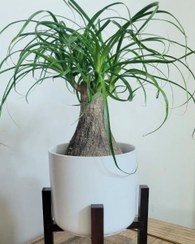 تصویر نحوه کاشت گیاه لیندا در گلدان‌های کوچک 