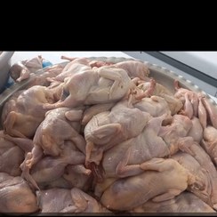 تصویر بلدرچین گوشتی پاک شده یعنی پرهاش گرفته شده با دستگاه ارسال با باکس یخ ارسال 10تا بالاحدودا 170گرم توضیحات مطالعه کنید 