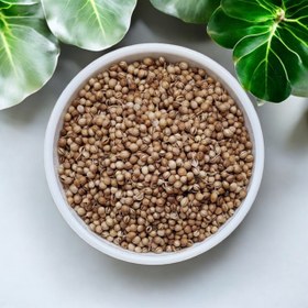 تصویر تخم گشنیز 