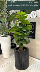 تصویر درختچه مصنوعی فیکوس لیراتا ۱۲۰ سانت تنه چوبی 