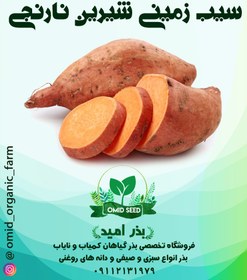 تصویر غده سیب زمینی شیرین نارنجی 