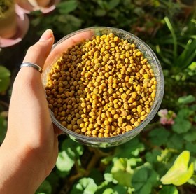 تصویر عدس بو داده 