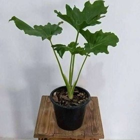 تصویر برگ انجیری 