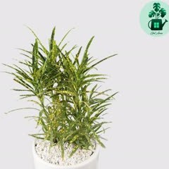 تصویر آکوبا 