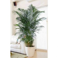 تصویر اریکا سایز بزرگ E12 