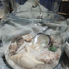 تصویر تراریوم صدفی 