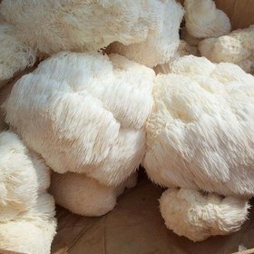 تصویر قارچ یال شیر تازه 1کیلوگرم Fresh milk mane mushroom - 1kg