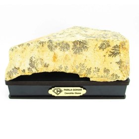 تصویر سنگ شجر فسیلی (دندریتی ) کد 2569 