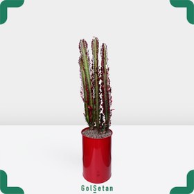 تصویر افوربیا قرمز کد P99 