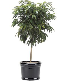 تصویر گل فیکوس آمستل سطل 10 