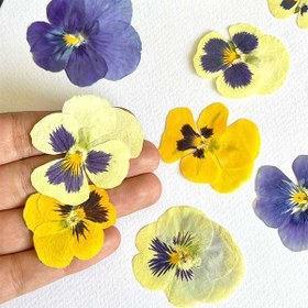 تصویر گل خشک بنفشه طبیعی پرس شده بسته 10 عددی 