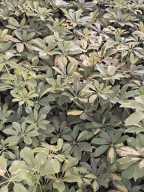 تصویر شفلرا 