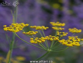 تصویر گیاه رازیانه 