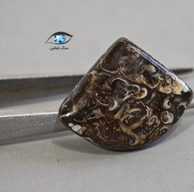 تصویر فسیل توریتلا 2.6 گرم 