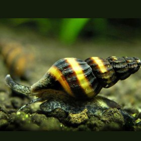 تصویر حلزون کیلر 