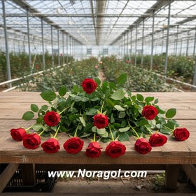 تصویر گل رز هلندی قرمز 