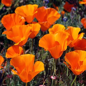 تصویر بذر گل شقایق کالیفرنیا 