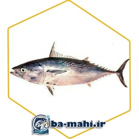 تصویر ماهی تن 