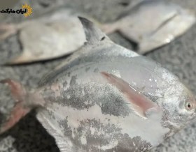 تصویر ماهی حلوا سفید ۵ کیلوگرم 