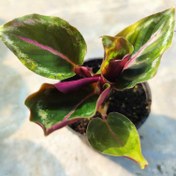 تصویر کالاتا رد موجو بنفش سایز نشایی