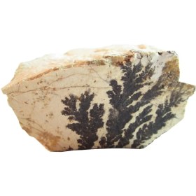 تصویر سنگ راف شجر فسیلی کد 1978 