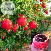 تصویر نهال انار واندرفول 