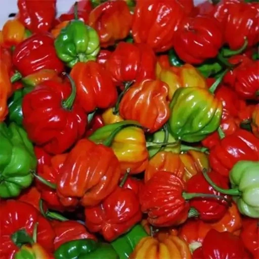 خرید و قیمت بذر فلفل اجی دو سی قرمز 10 عددی | ترب