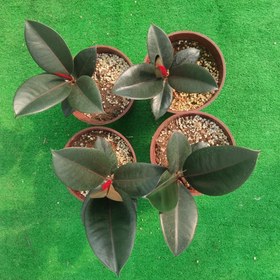 تصویر فیکوس سوپربلک 