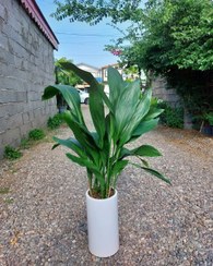 تصویر برگ عبایی برای دکوراسیون داخلی گلخانه‌ها 