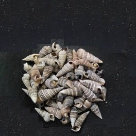 تصویر صدف تزئینی آکواریوم مدل Opox100 وزن 50 گرم | چند رنگ 