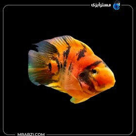 تصویر پرت کینگ کنگ تایگر 