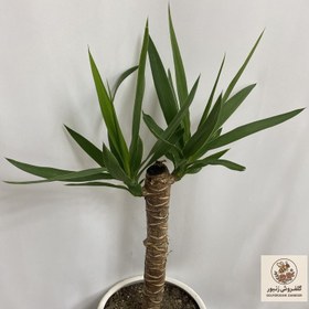 تصویر گیاه طبیعی یوکا تافکو مدل 8000 | کد: ZNB-AUM 
