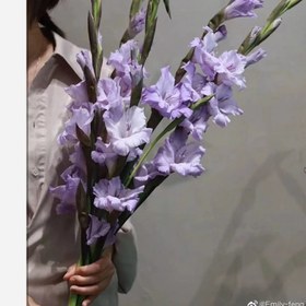 تصویر پیاز گلایل رنگ بنفش روشن 