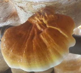 تصویر قارچ گانودرما لوسیدم بسته 100 گرمی (ریشی) ganoderma lucidum mushroom