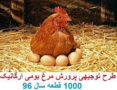 تصویر طرح توجیهی پرورش مرغ بومی 