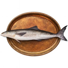 تصویر خرید ماهی سکن یا سوکلا 