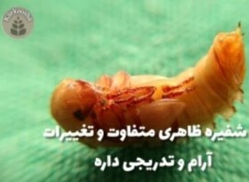 تصویر چرخه زندگی میلورم 