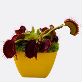 تصویر بذر گیاه گوشت خوار ونوس – Venus flytrap 