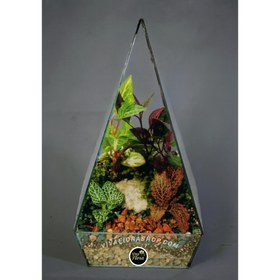 تصویر تراریوم سبزینه 