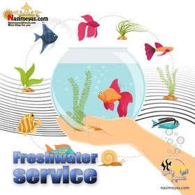 تصویر خدمات سرویس و نگهداری آکواریوم های آب شیرین freshwater aquarium service by NasimeYas