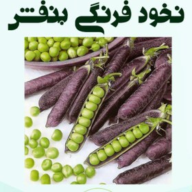 تصویر نخود فرنگی بنفش 