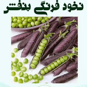 تصویر فروشگاه باغبان ارگانیک