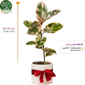 تصویر فیکوس شرابی (با گلدان سرامیکی) Ficus elastica