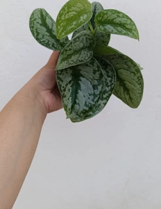 تصویر فروشگاه گلکده‌ محیا