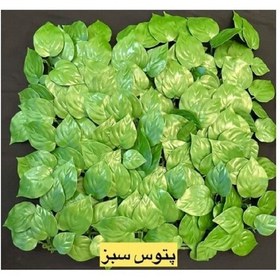 تصویر دیوار سبز پتوس ابلق 