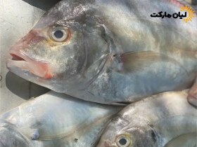 تصویر ماهی جش سفید وزن ۵ کیلوگرم 