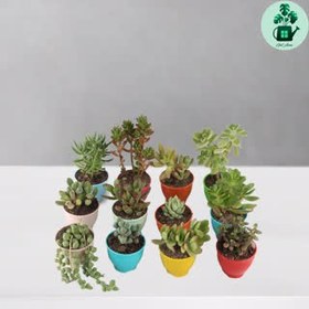 تصویر ساکولنت پک 12 تایی 